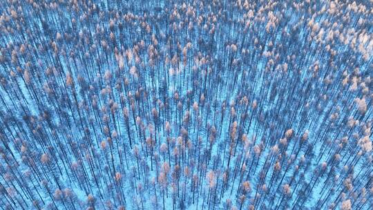 鸟瞰蓝色雪原松林红树梢视频素材模板下载