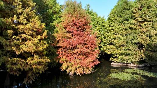 秋天南京燕雀湖水杉林和枝头栖息的白鹭