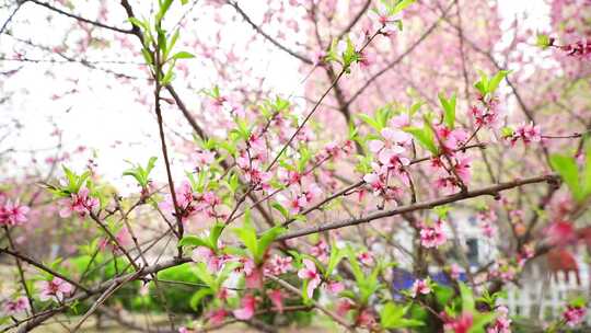 开花 花朵 春暖花开 春天桃花 粉色 花视频素材模板下载