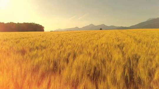 在明亮的阳光下飞过成熟的金黄色麦田