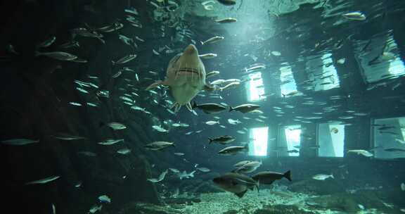 水族馆里的大鱼