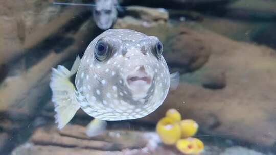 河豚水族馆海洋馆