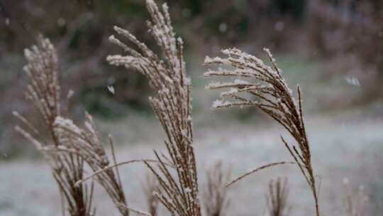 季节，树叶，雪，冬天