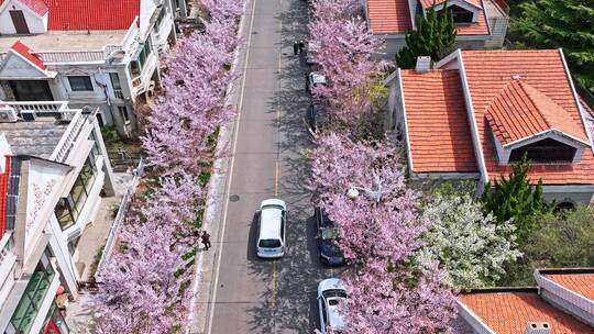 青岛春天樱花赏春