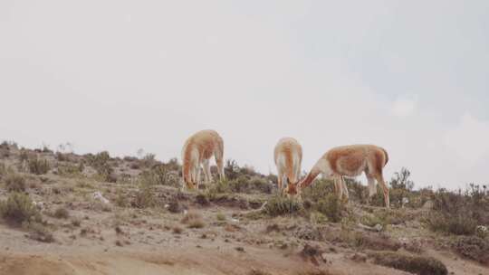 Lama Vicugna，钦博拉索，厄瓜