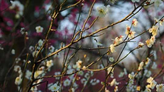 早春白梅绿梅盛开唯美空镜