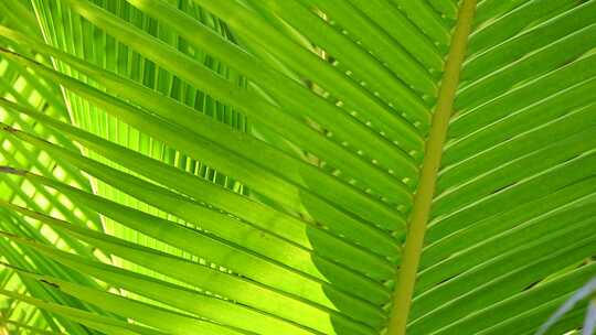 阳光下绿色的椰树叶子满画幅特写视频素材模板下载