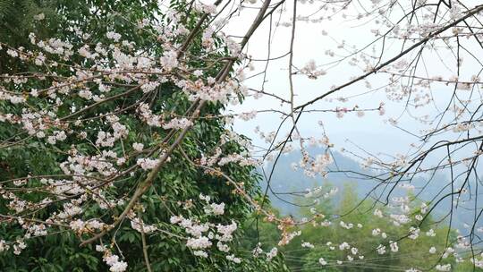 春天阳光下的樱花花朵