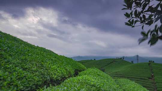 湖北恩施鹤峰木耳山雨后茶山美