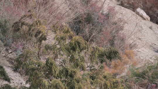 新疆秋天沙漠植被4K素材