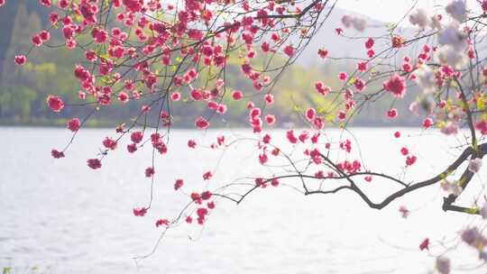 杭州西湖春天盛开的桃花