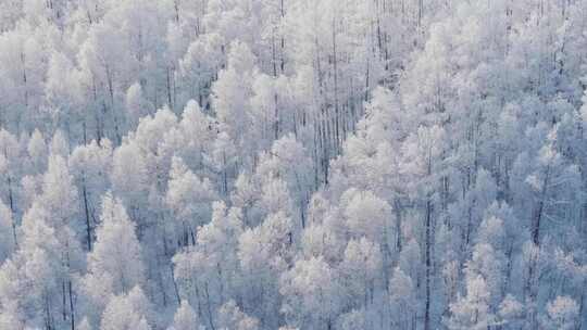 大兴安岭林海雪原雾凇250101-32