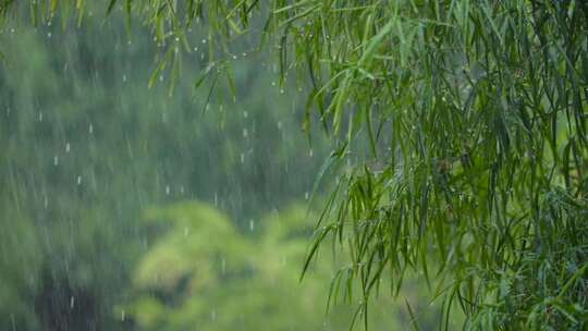 大雨中挥舞树叶