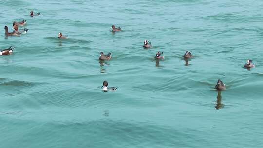 海面上成群野鸭 2455