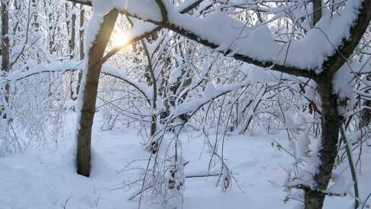 雪日落森林树木