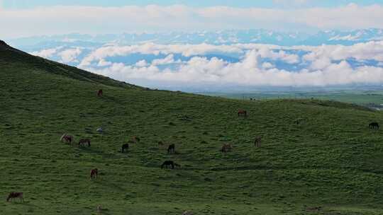 航拍草原马群风景