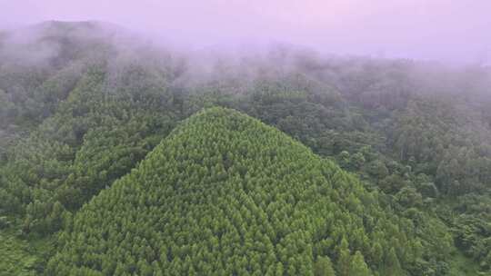 雾气笼罩的茂密山林全景