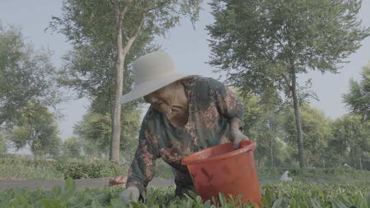 采茶人 白茶绿茶