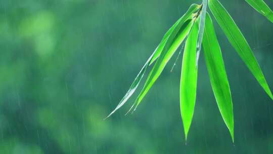 竹林下雨