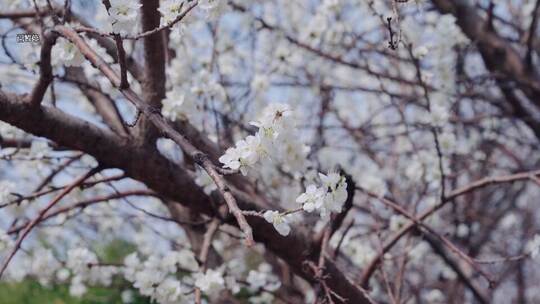 梨花盛开