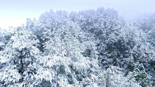 冬季大自然森林雪景唯美雾凇4K航拍