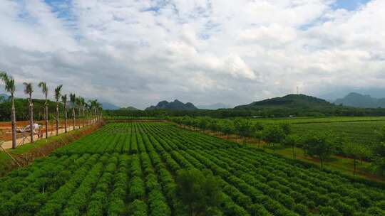 航拍茶园宣传片素材