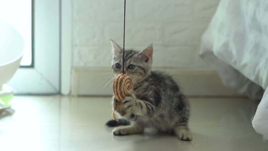 可爱小猫在捕捉猫玩具