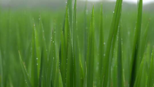 4K雨中小麦特写视频素材模板下载