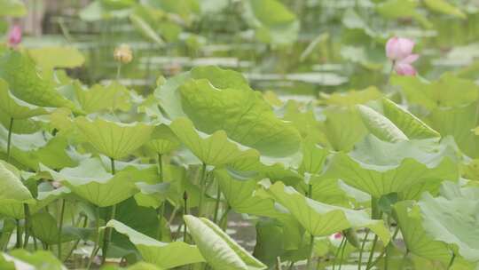 荷花池荷叶随风飘动