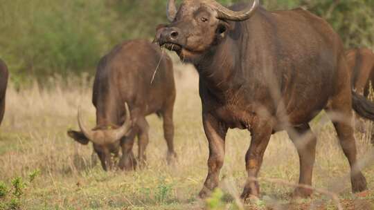 一群非洲水牛在烈日下的干草地上吃草，慢动作。