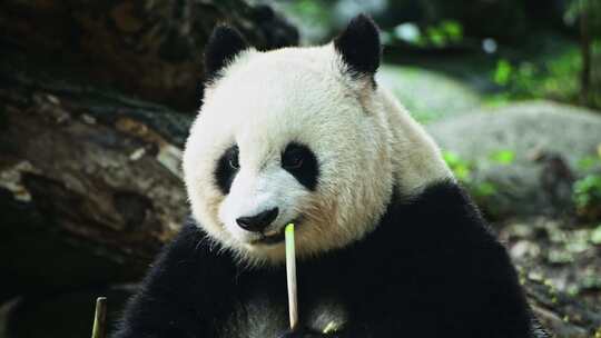 动物大熊猫