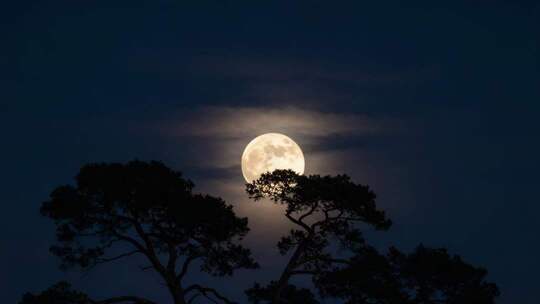 中秋皎洁月光静谧夜空松树月亮树影