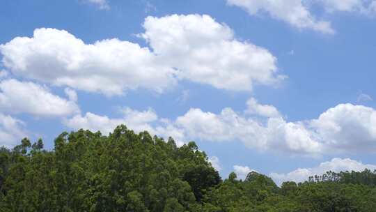 森林天空树林蓝天白云夏天森林生态自然风光