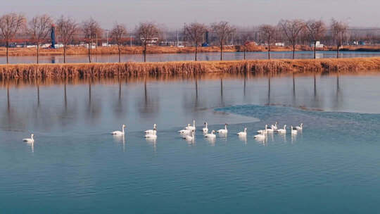 【开放式结尾】高青：生态之约群鸟嬉戏