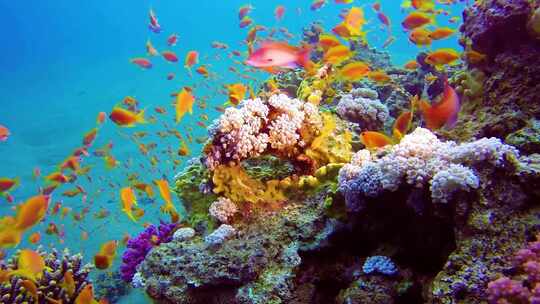 4K水下奇观、海底世界、彩色鱼群、珊瑚礁