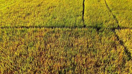 俯瞰成熟的金黄稻田