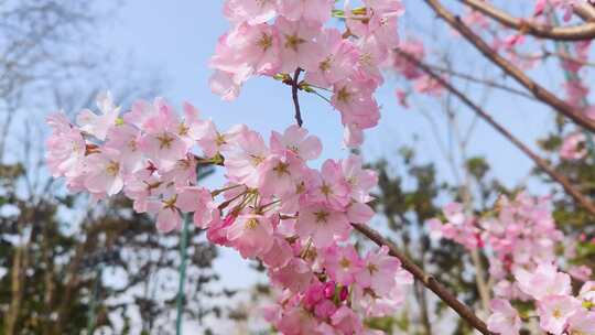 湖北武汉春季樱花盛开视频素材模板下载