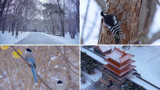 冬天 雪景 松鼠 喜鹊高清在线视频素材下载