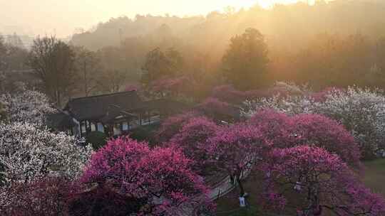 杭州植物园梅花