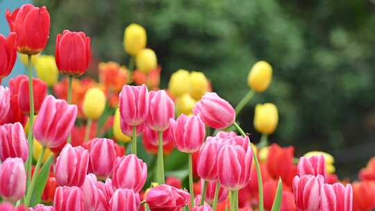 4K郁金香花海斑斓如油画广告素材