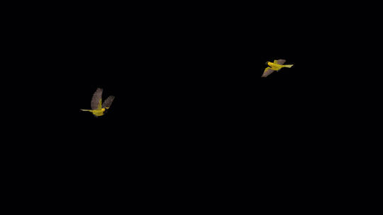 热带黄鹂鸟飞翔3D动画