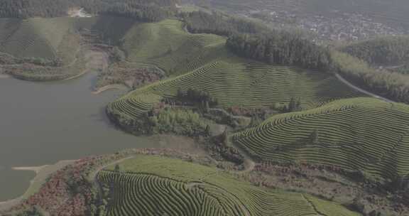 茶山 茶园 采茶