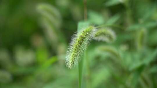 植物昆虫微距摄影实拍视频素材模板下载