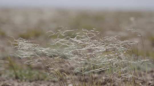 青海高原上被强风吹拂的小草视频素材模板下载