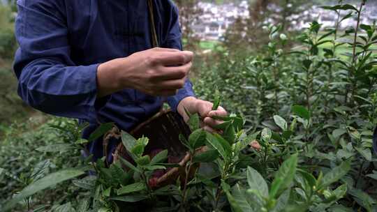 采茶叶茶山采茶叶素材