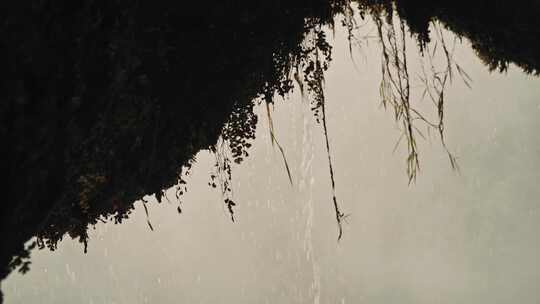 从山洞里长出来的植物在暴风雨的风中移动