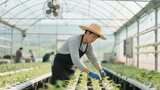 温室大棚内农民照料蔬菜高清在线视频素材下载