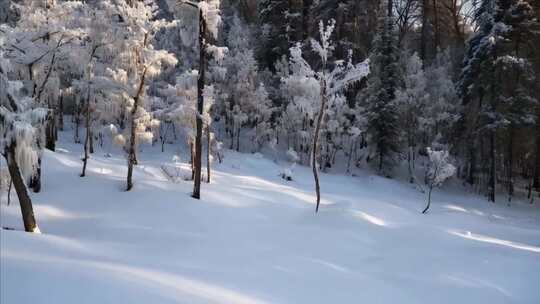 雪后树林银装素裹的美丽景象