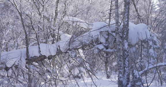 长白山雪岭冬季景色