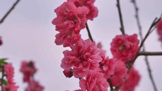 绽放的粉色桃花特写